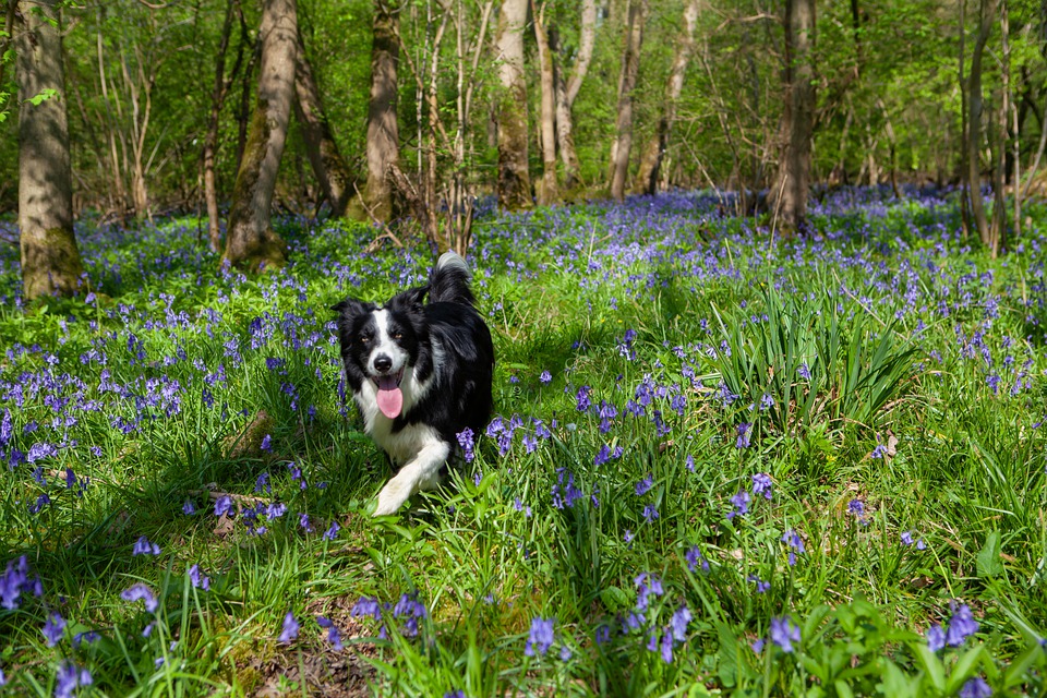 Naturalized English Bluebells